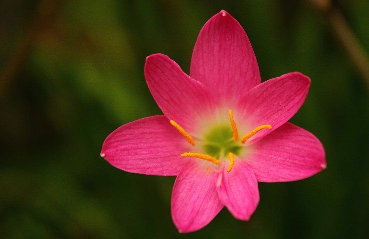 Zephyranthes coltivazione