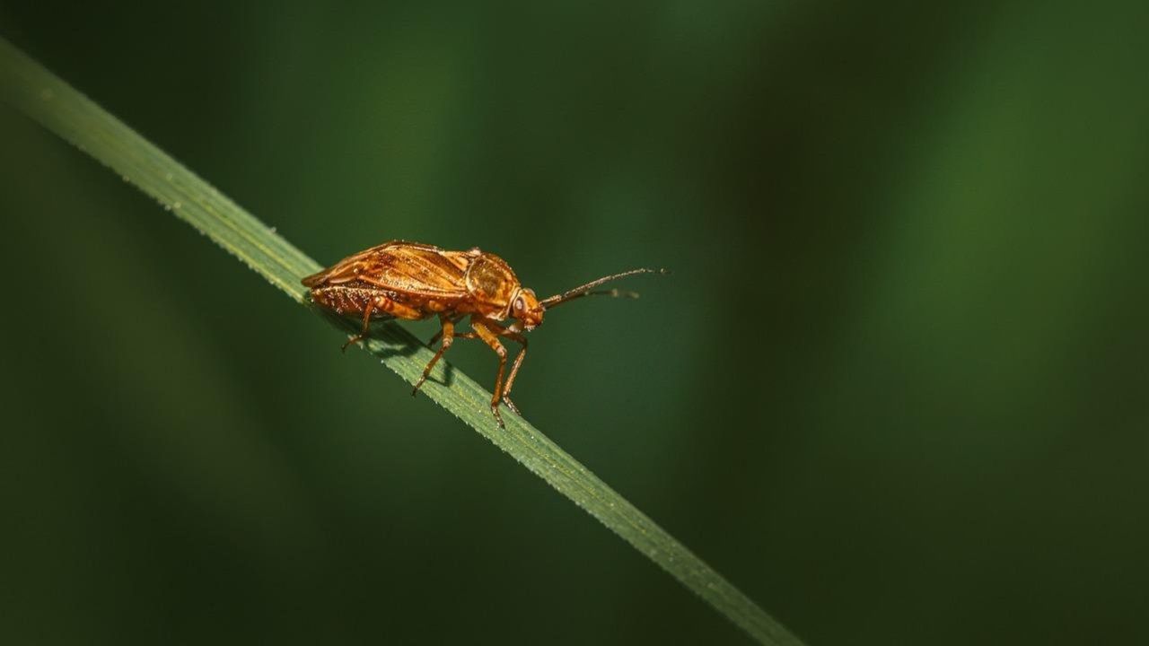 morsi scarafaggi
