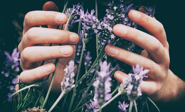 lavanda benefici