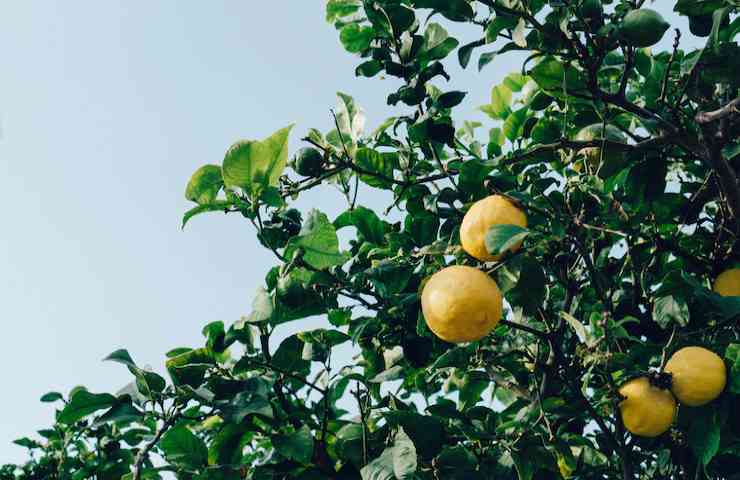 Limoni su un albero