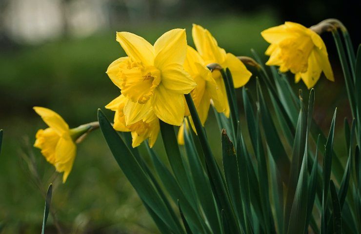 fiore Narciso pericoloso