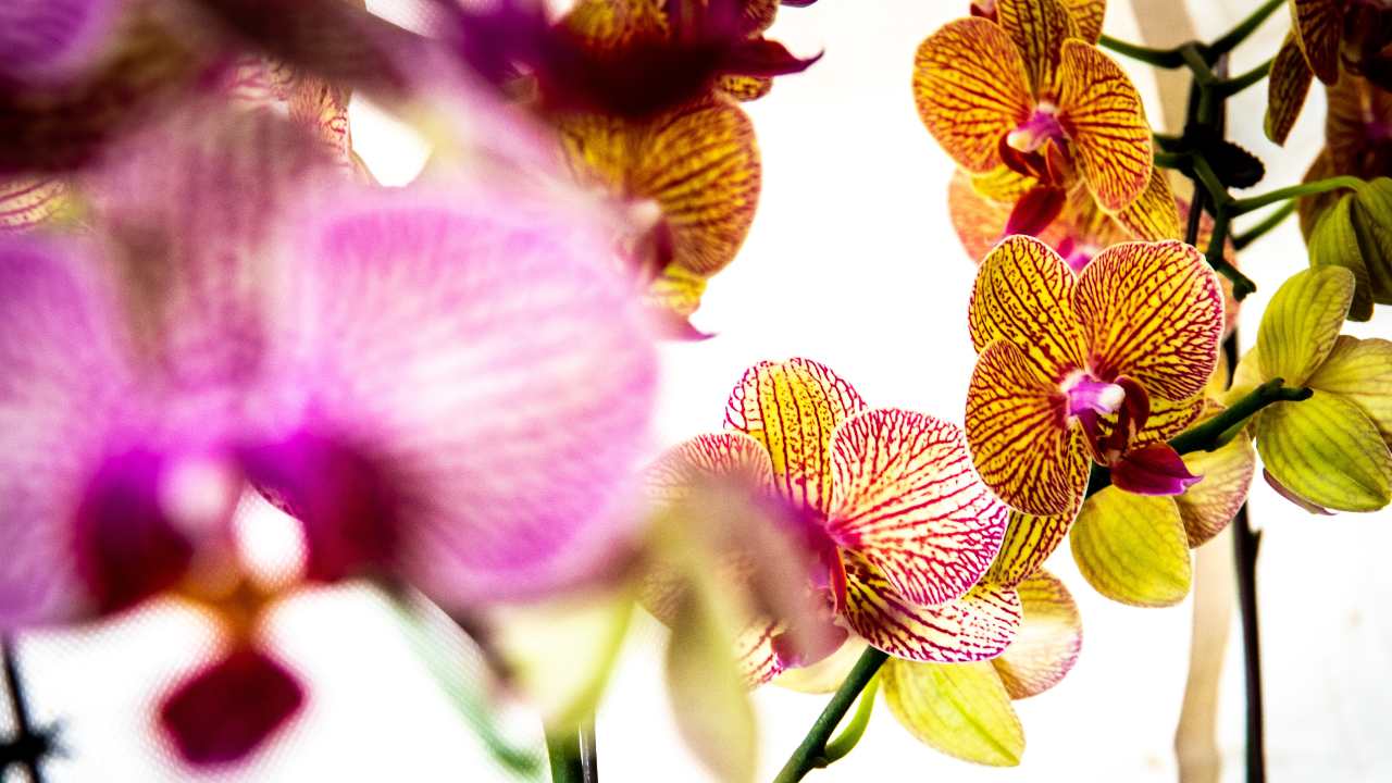 trucco spugna orchidea