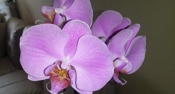 Orchidea debole per il caldo