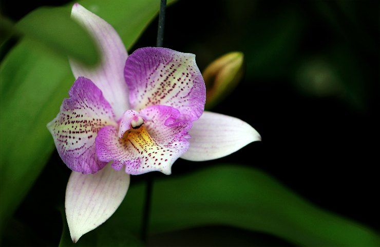orchidea radici secche soluzione spugna