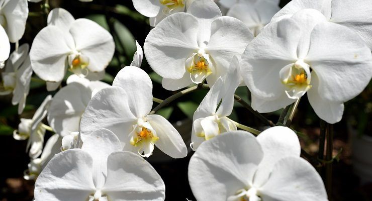 Orchidea bianca come allontanare parassiti