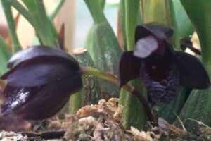 Maxillaria schunkeana