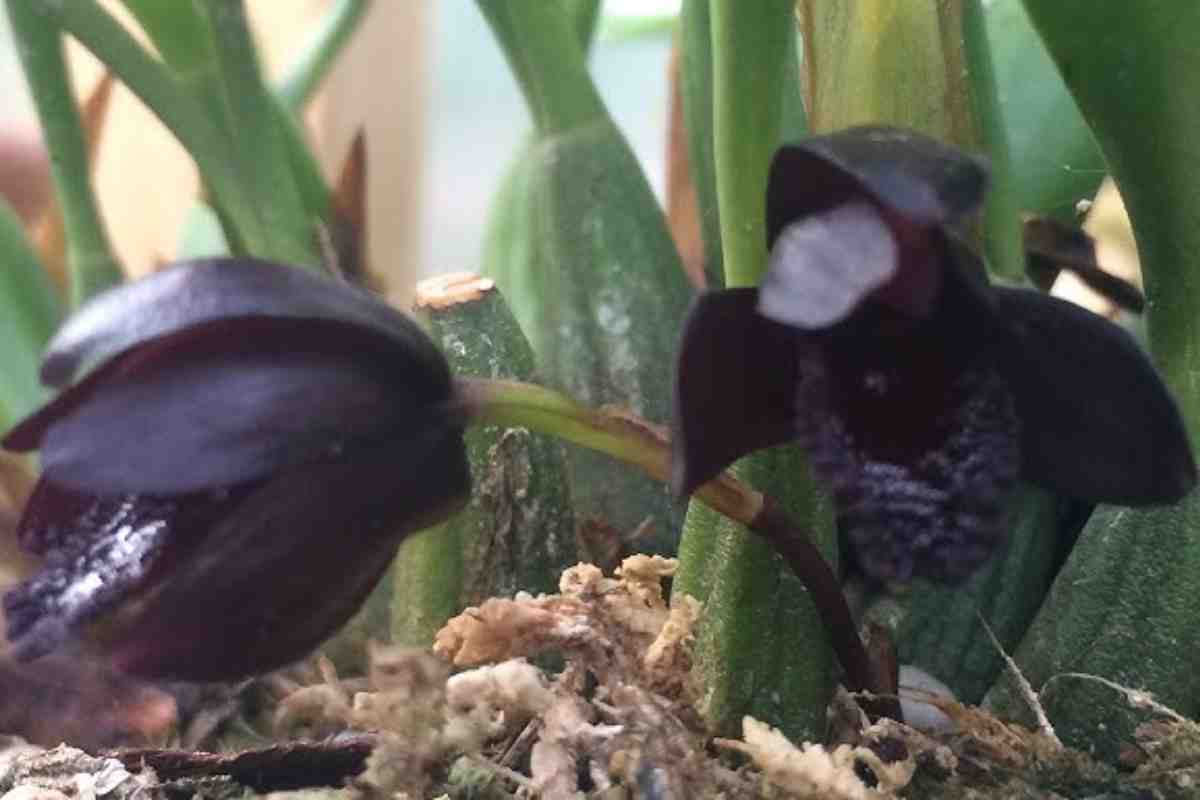 Maxillaria schunkeana