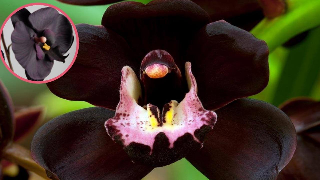 Orchidea nera significato e cure