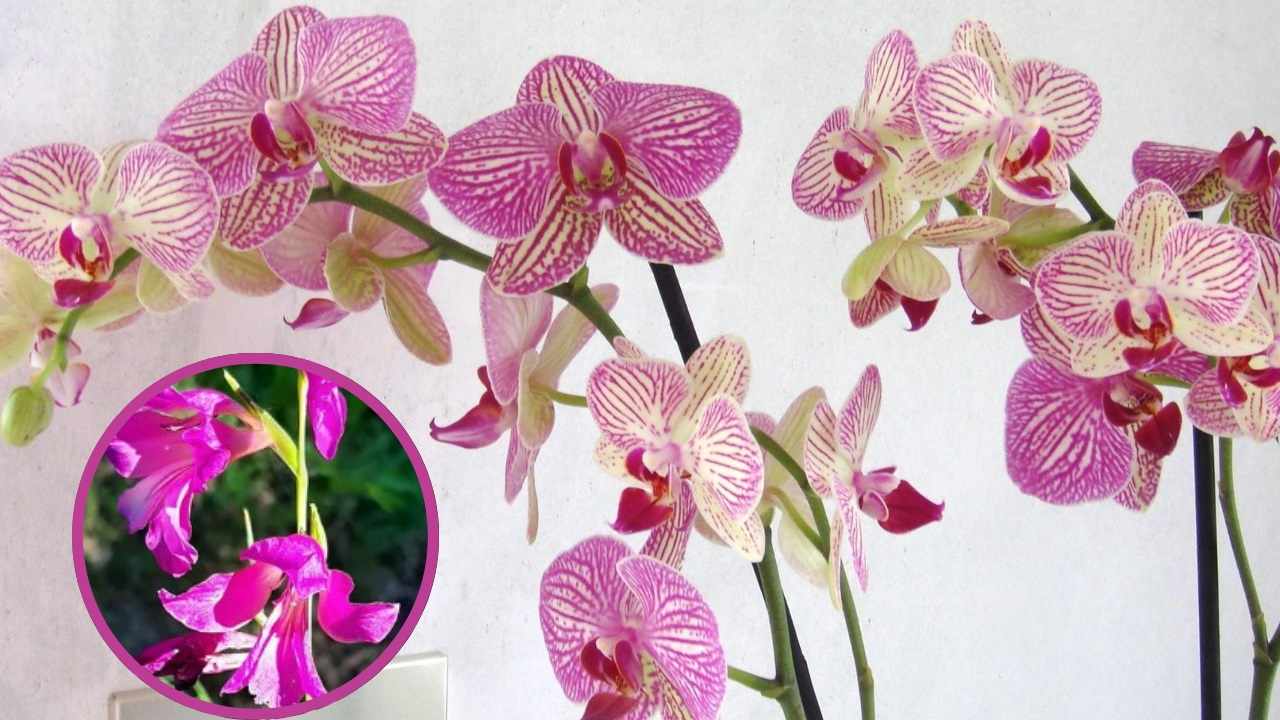 Orchidea senza forze causa caldo