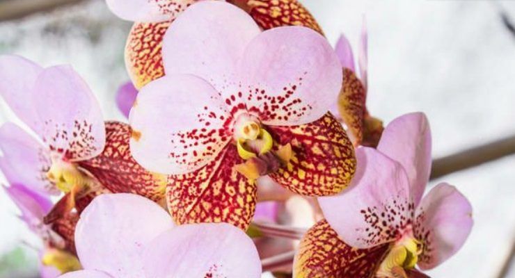 Orchidea curarla ad agosto