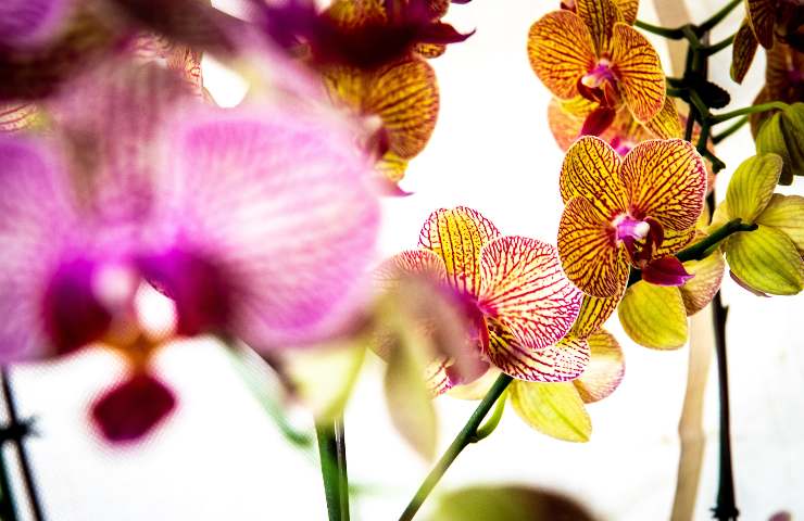 rimedio orchidea secca