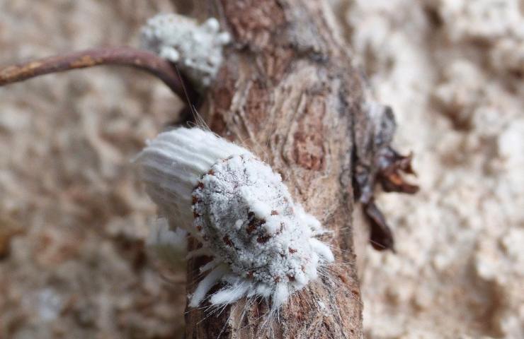 soluzioni naturali cocciniglia parassite