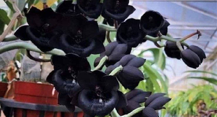 Pianta orchidea nera