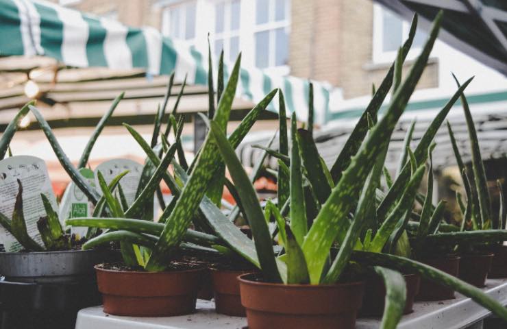 aloe vera piante