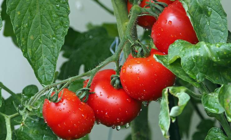 Pomodori pronti da cogliere