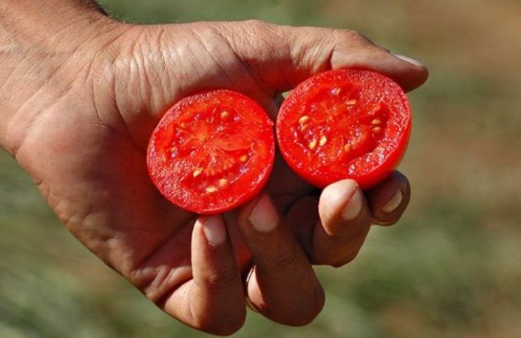 pomodoro tagliato