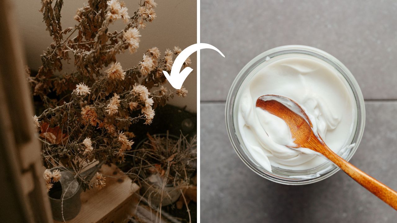 piante morte soluzione yogurt