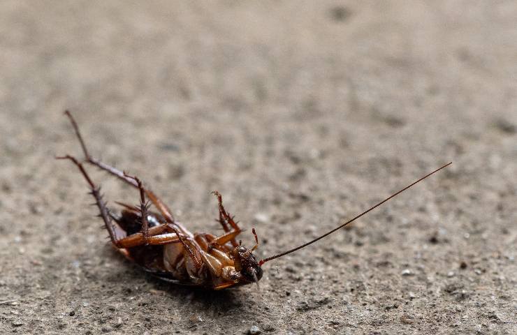 rimedio invasione scarafaggi