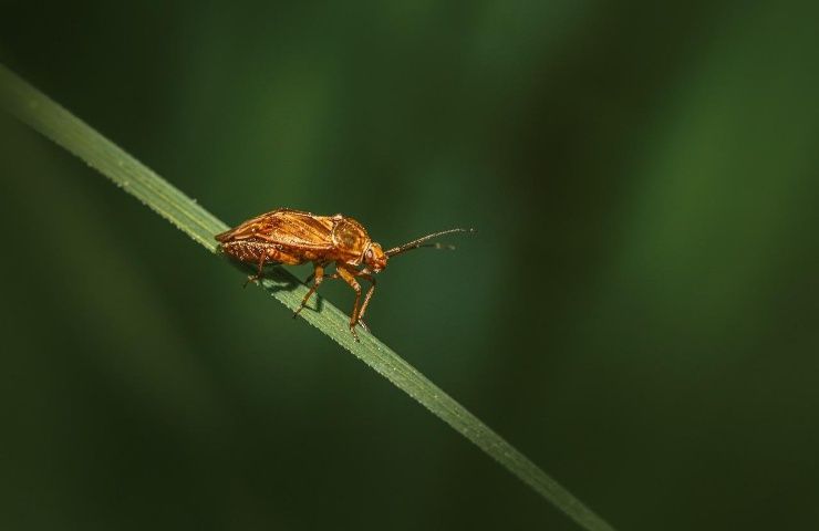 morso scarafaggio rischi salute