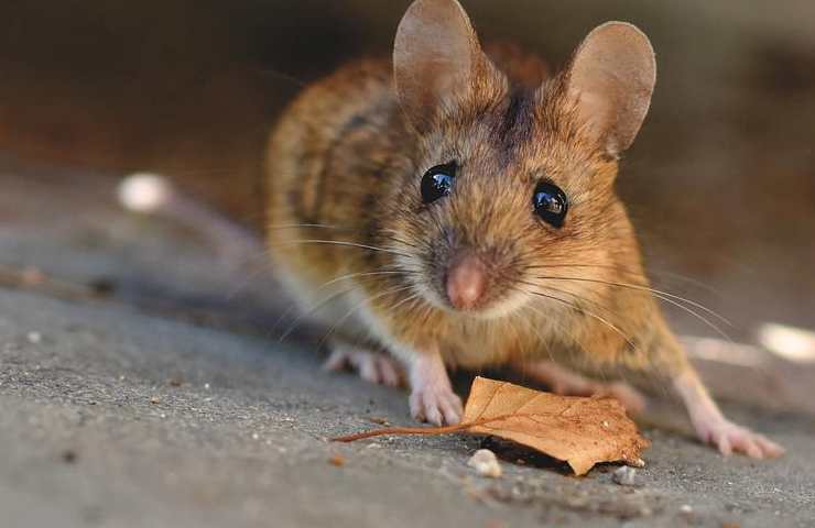 Topi in casa allarme