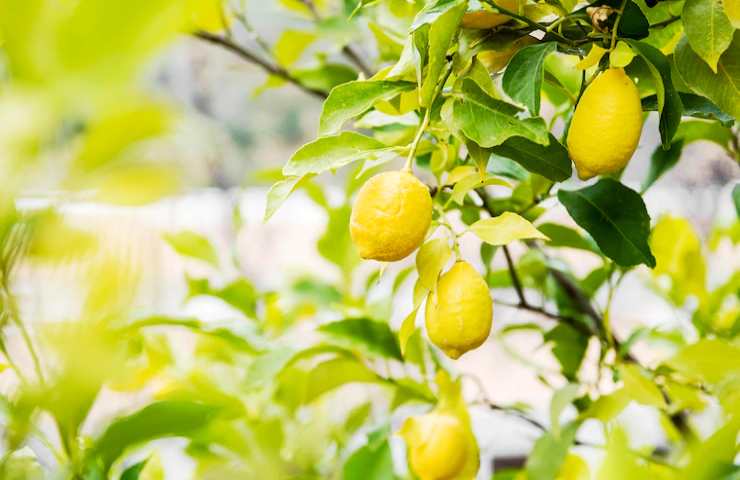 Un albero di limoni