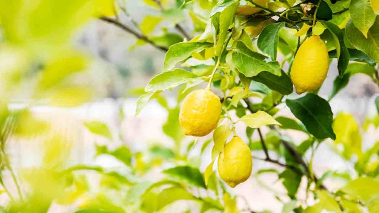 coltivare limoni alberi conviene