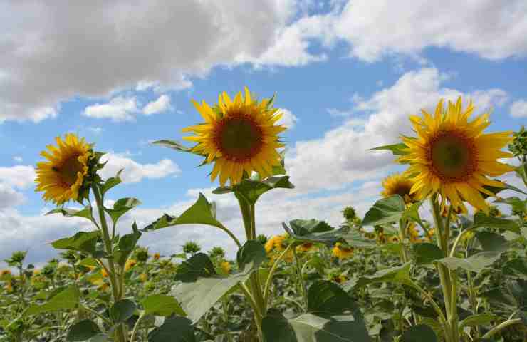 Un campo di girasoli