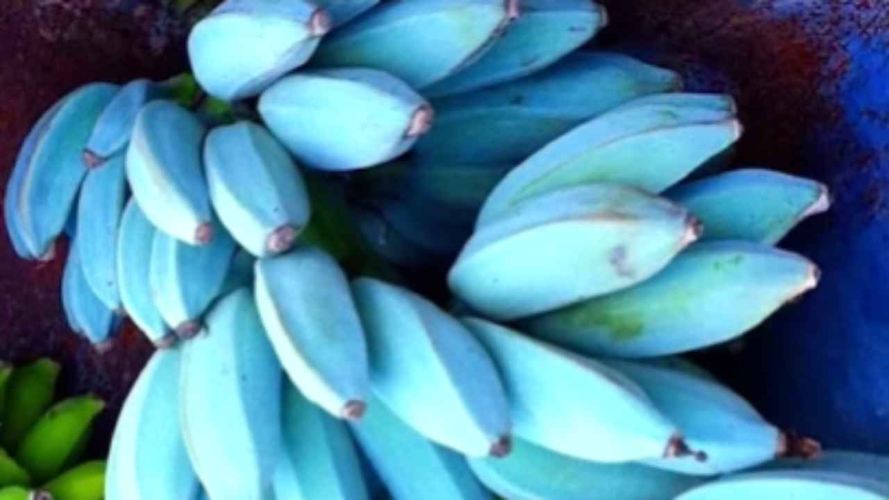 banana blu java dove si trova frutto pianta