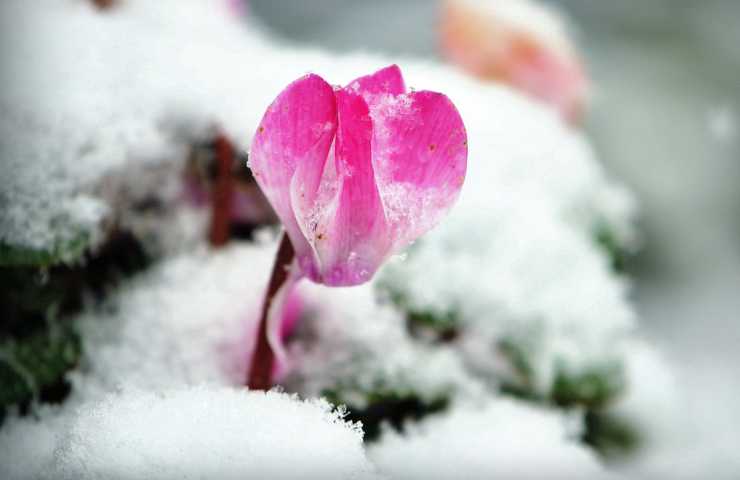 Un ciclamino in inverno tra la neve