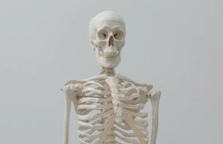 Un modello di scheletro umano