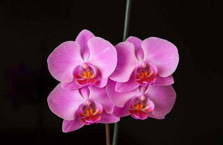 Un primo piano di orchidee splendide