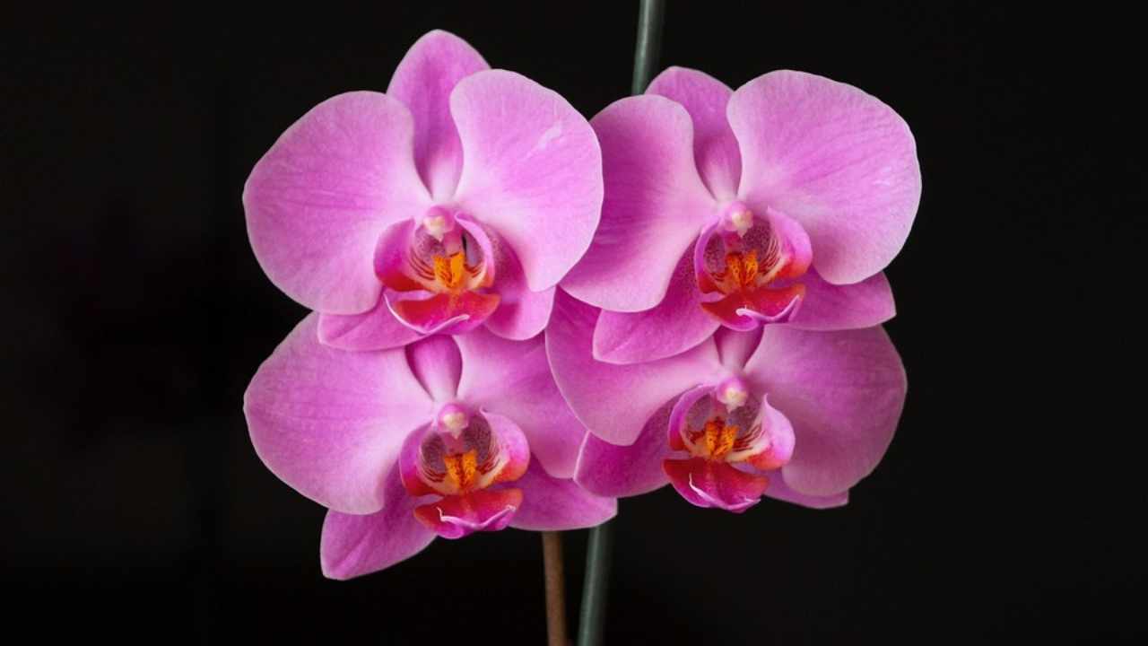 orchidea cura in estate vacanze come innaffiare
