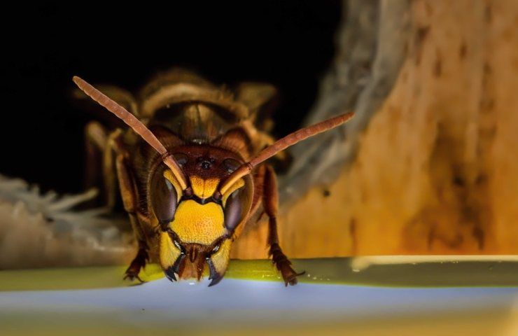 Un primo piano di un calabrone