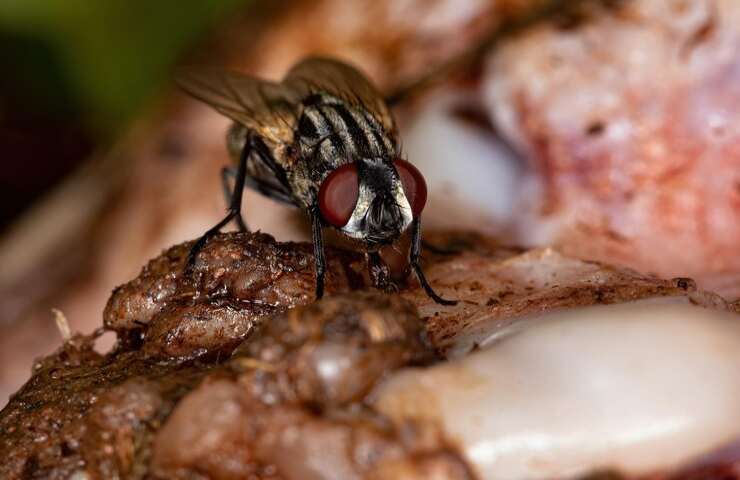 Un primo piano di una mosca