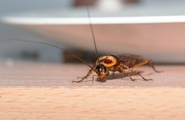 Una blatta in un ambiente di casa