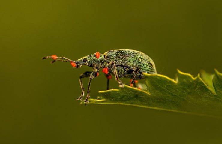 Una cimice vista da vicino