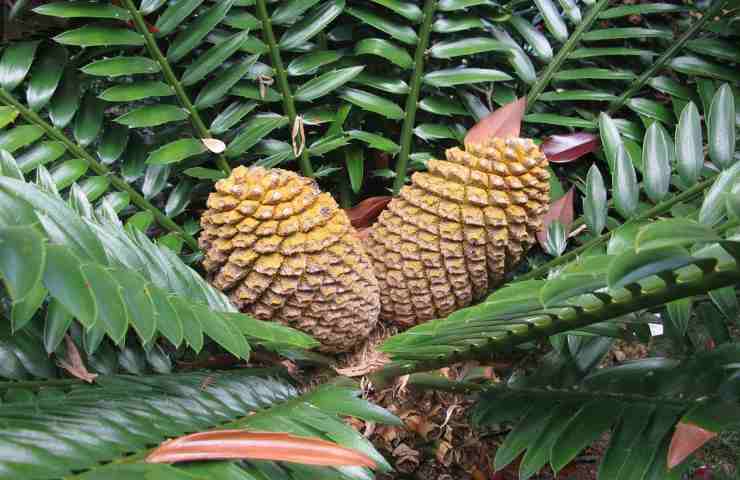 Una cycas di grosse dimensioni