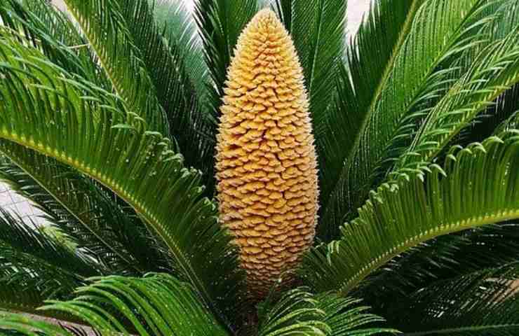 Una cycas rigogliosa