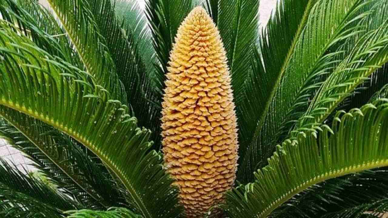 cycas come curarla suggerimenti crescita