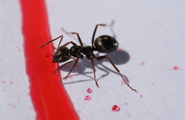 Una formica vista in primo piano