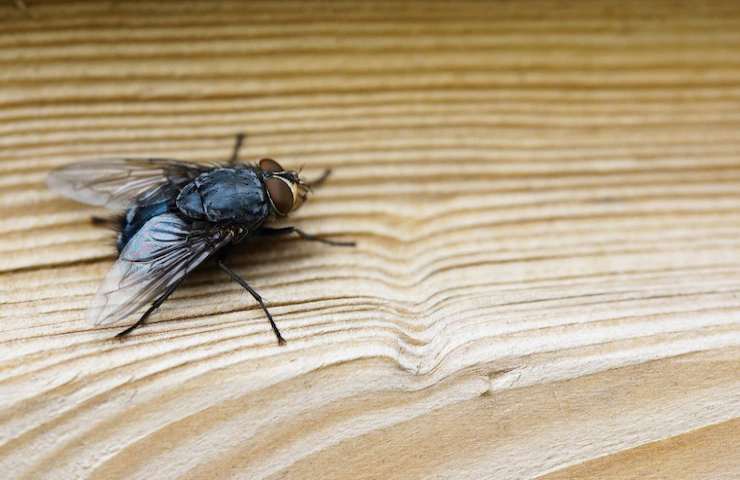 Una mosca su un tavolo di legno vista da vicino
