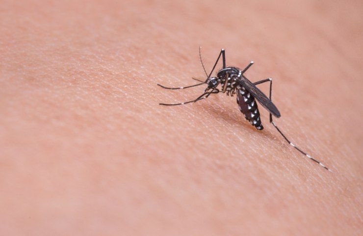 Una zanzara pronta a pungere una persona