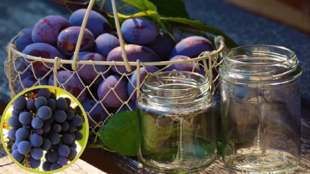 Conservare uva in inverno