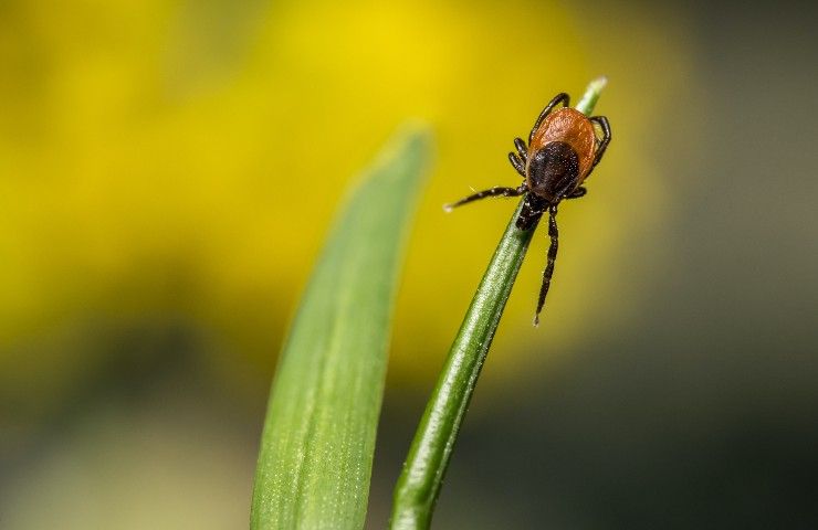 rimedio naturale anti zecche