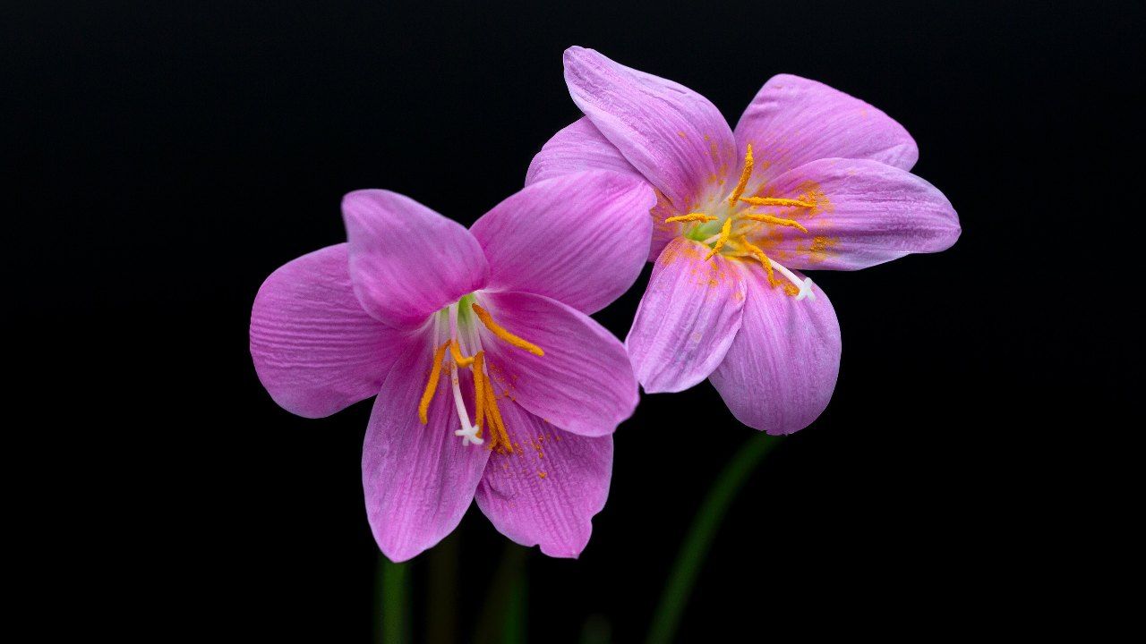fiore della pioggia caratteristiche