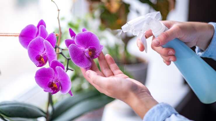 Innaffiare orchidee