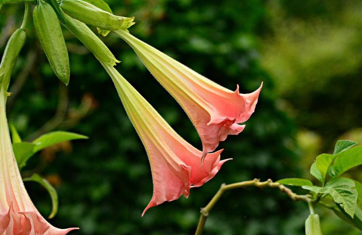 fiori notturni belli