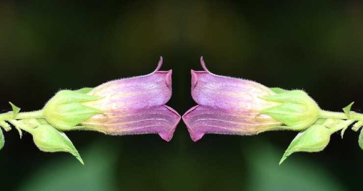 Atropa Belladonna