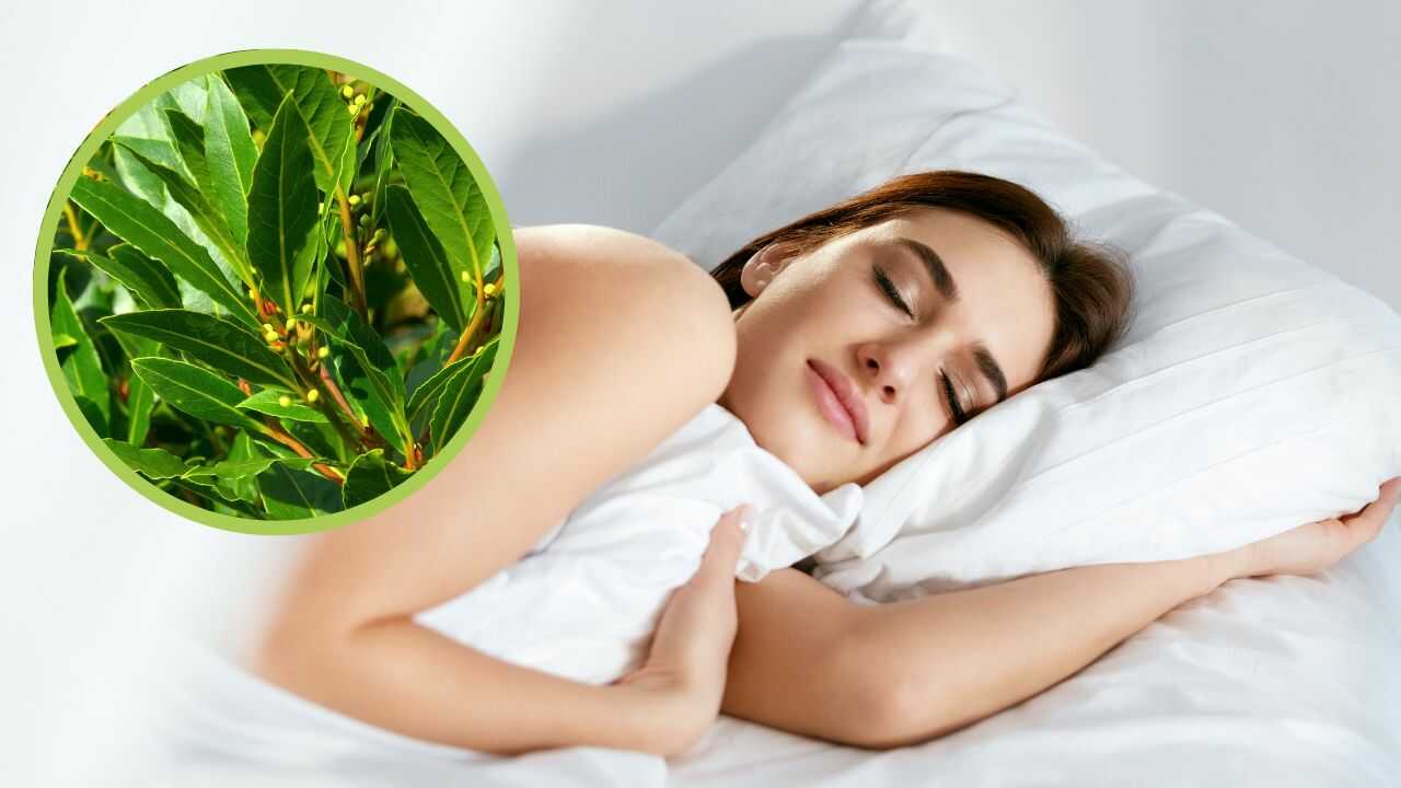 Dormire foglia alloro cuscino