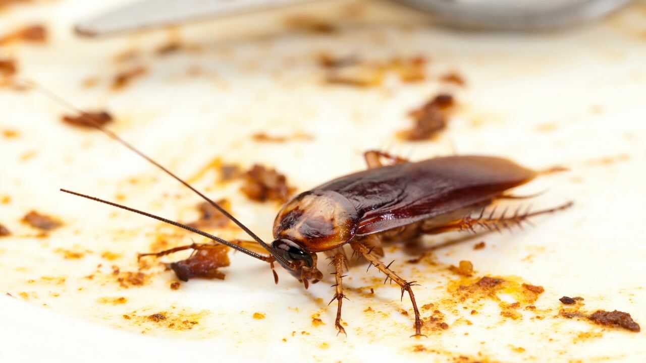 Perché non dovremmo schiacciare gli scarafaggi in casa